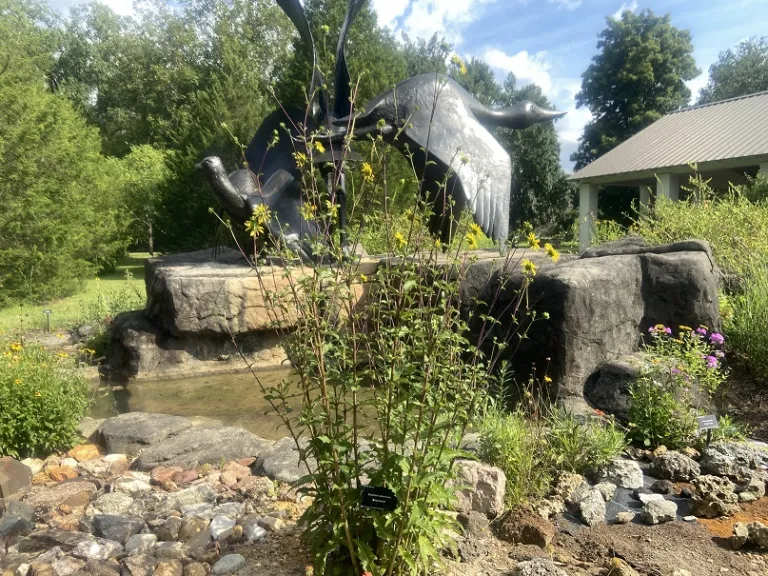 Silphium asteriscus flowering habit