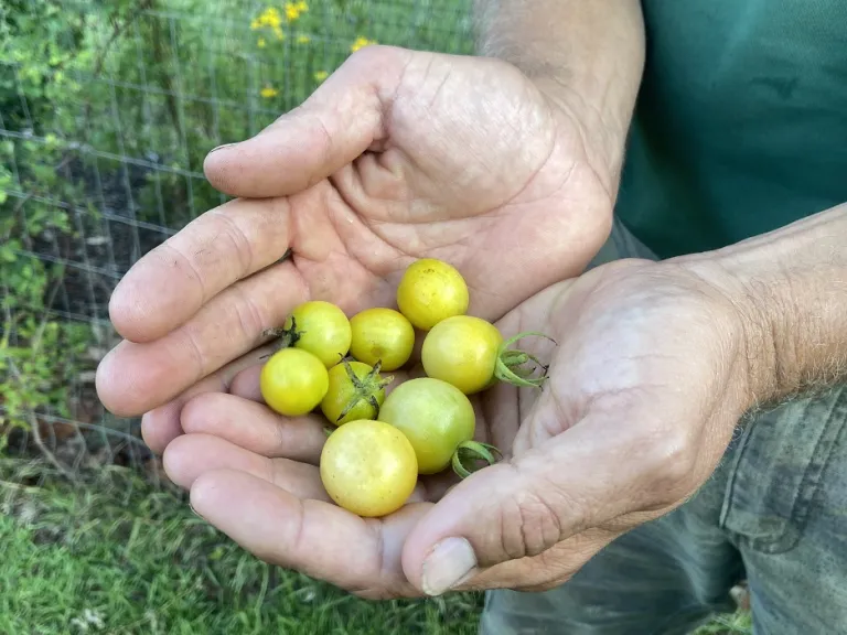 Solanum lycopersicum 'Lollipop' fruit