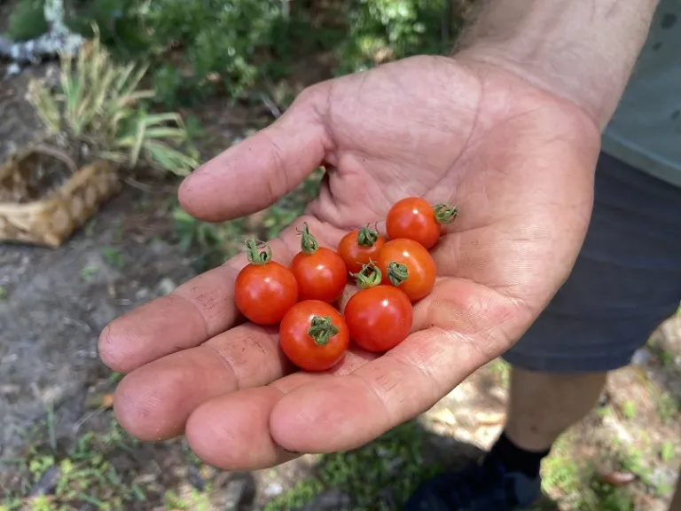 Solanum lycopersicum 'Matt's Wild Cherry' fruit