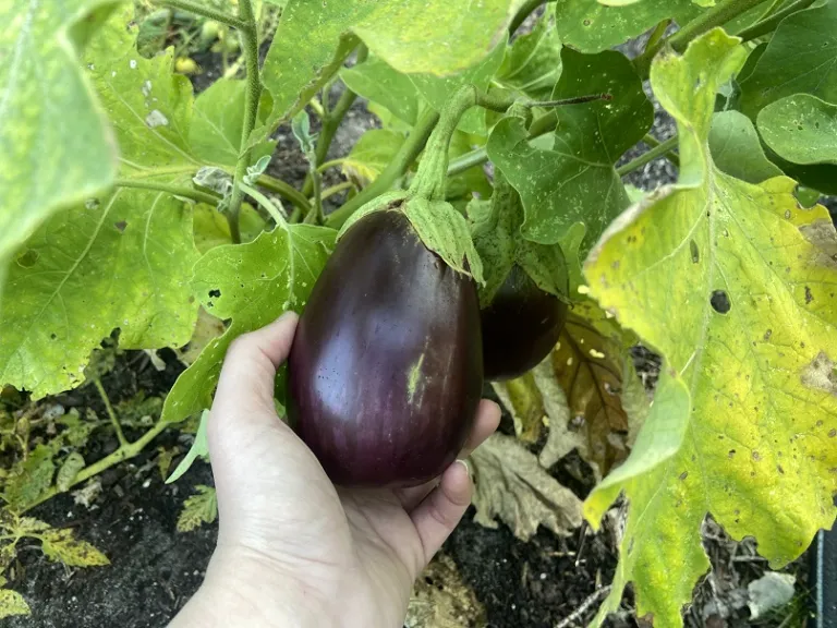 Solanum melongena 'Black Beauty' fruit