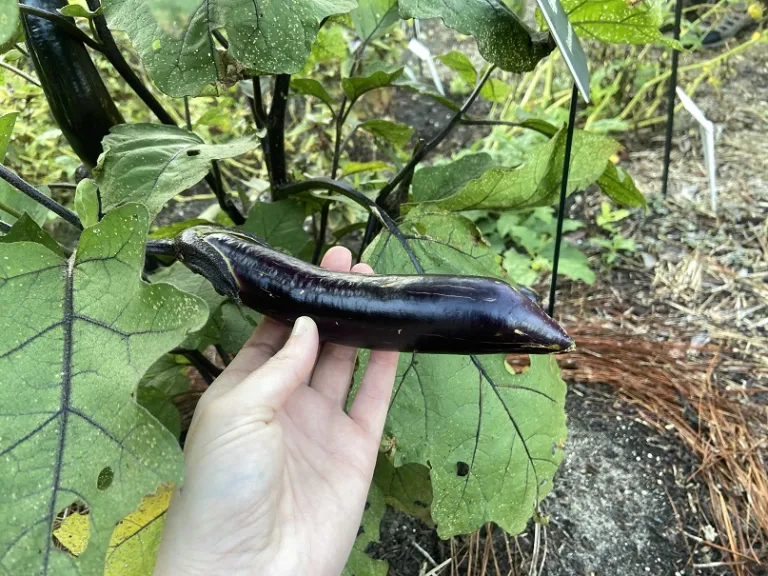 Solanum melongena 'Nagasaki Long' fruit