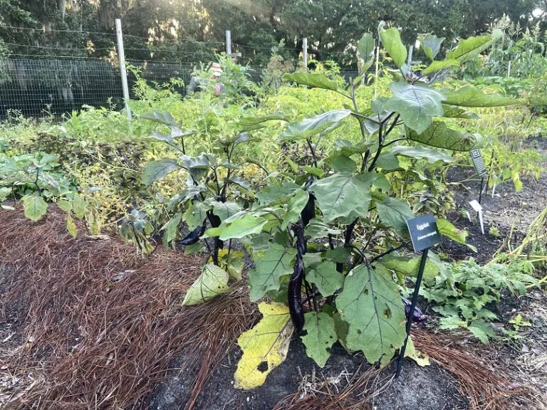 Solanum melongena 'Nagasaki Long' fruiting habit