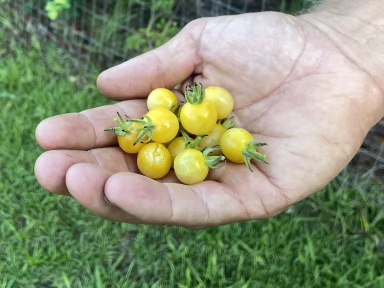 Solanum pimpinellifolium 'White Currant' fruit