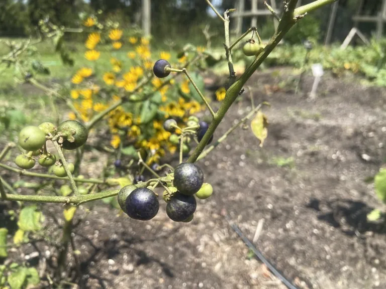 Solanum scabrum fruit