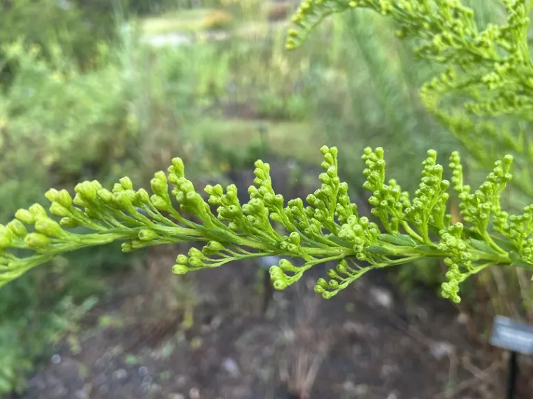 Solidago sempervirens flower buds