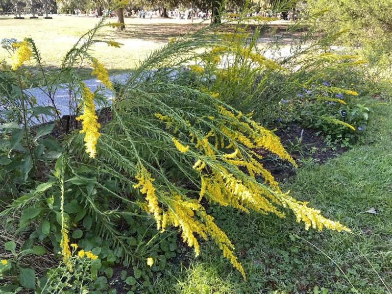 Solidago sempervirens flowering habit