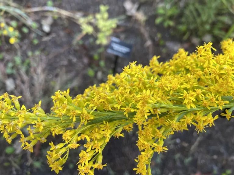 Solidago sempervirens flowers