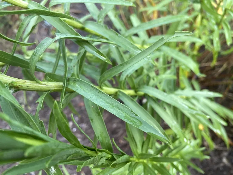 Solidago sempervirens foliage