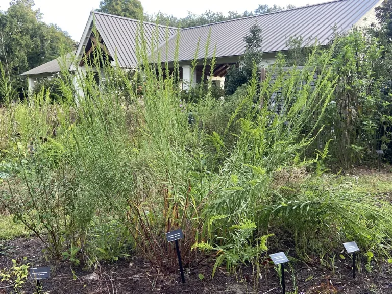 Solidago sempervirens habit with flower buds