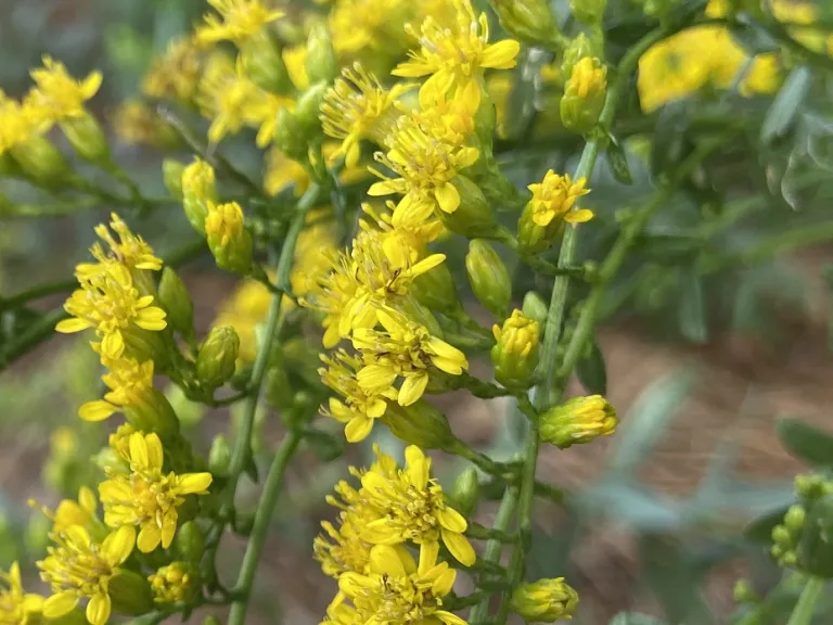 Solidago shortii 'Solar Cascade' flower close up