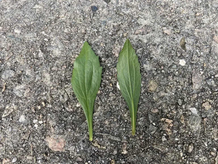 Solidago shortii 'Solar Cascade' leaf front and back