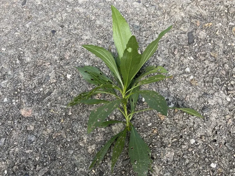 Solidago shortii 'Solar Cascade' stem