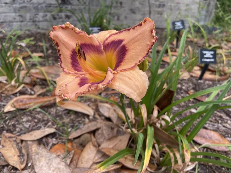 Hemerocallis 'South of the Border' flower