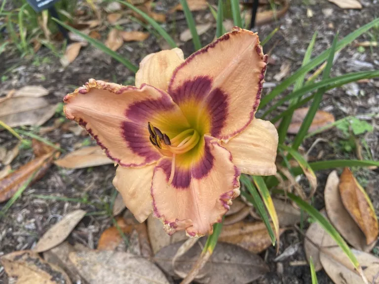 Hemerocallis 'South of the Border' flower