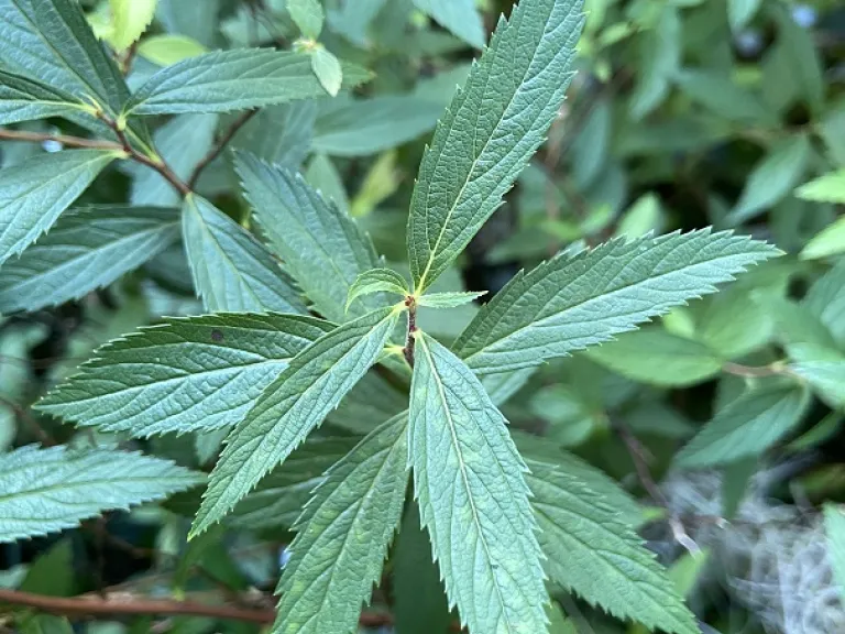 Spiraea japonica 'Anthony Waterer' leaves