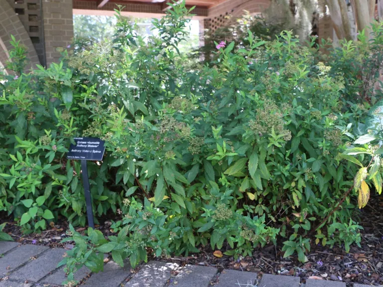 Spiraea japonica 'Anthony Waterer' habit