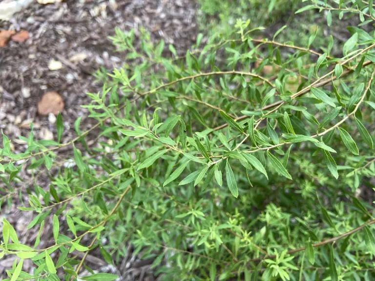 Spiraea thunbergii foliage