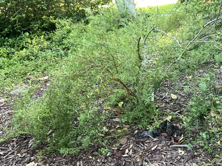 Spiraea thunbergii summer habit