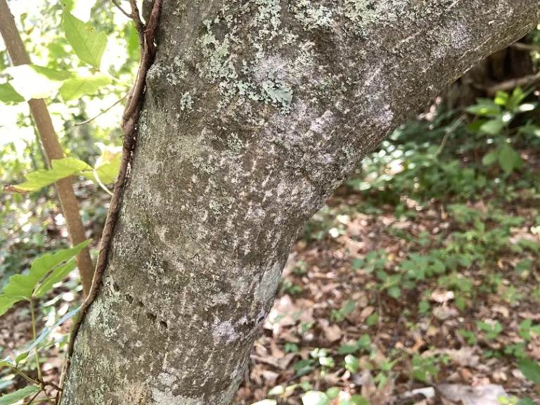 Staphylea japonica bark