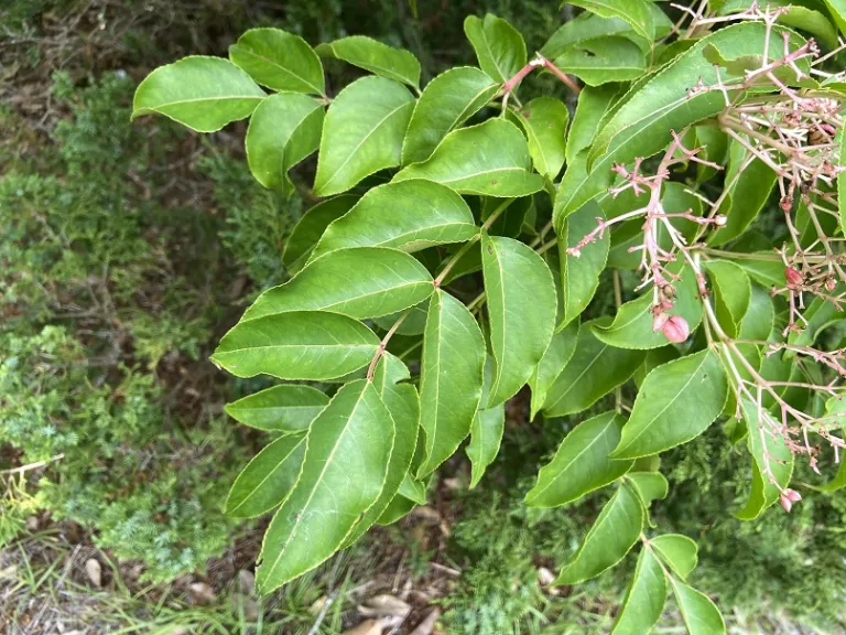 Staphylea japonica foliage