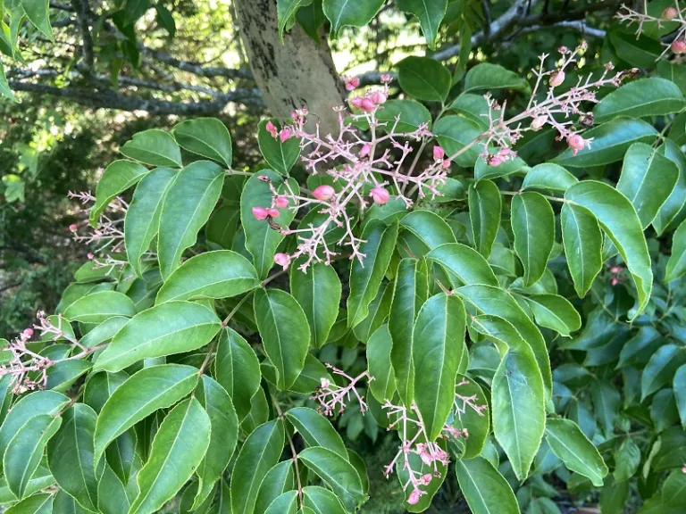 Staphylea japonica fruit