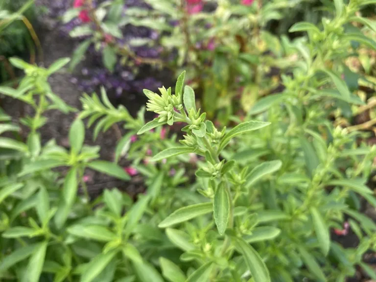 Stevia rebaudiana 'Candy' flower buds