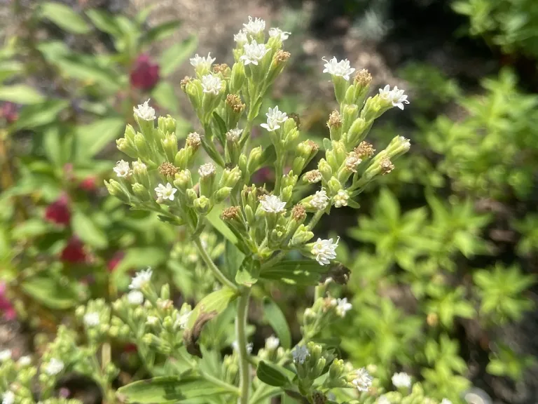 Stevia rebaudiana 'Candy' flowers