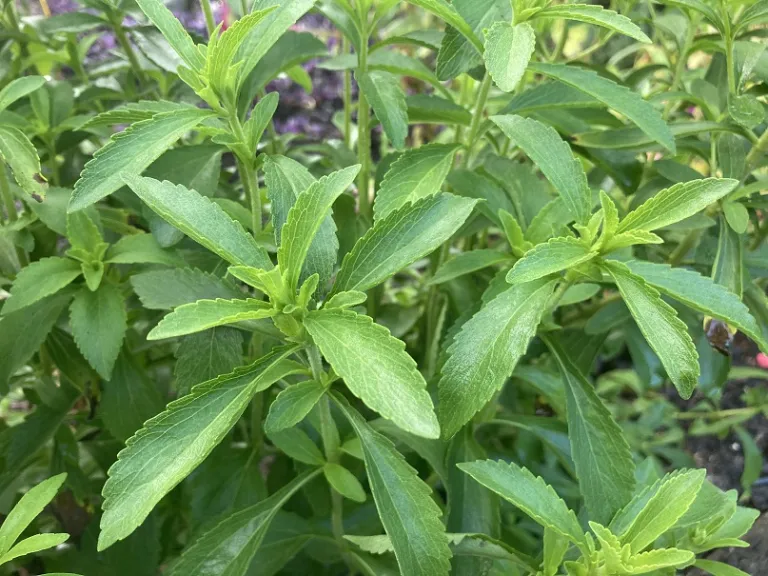 Stevia rebaudiana 'Candy' foliage