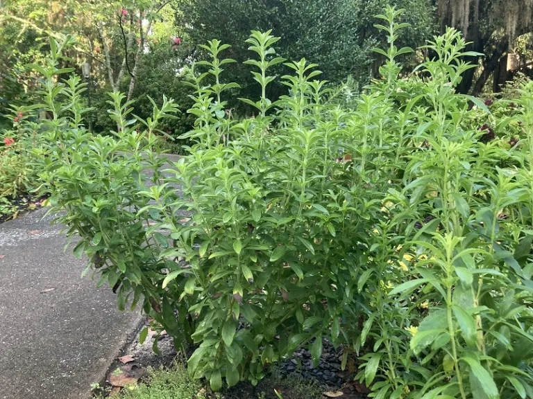 Stevia rebaudiana 'Candy' habit