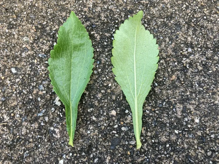 Stevia rebaudiana 'Candy' leaf front and back