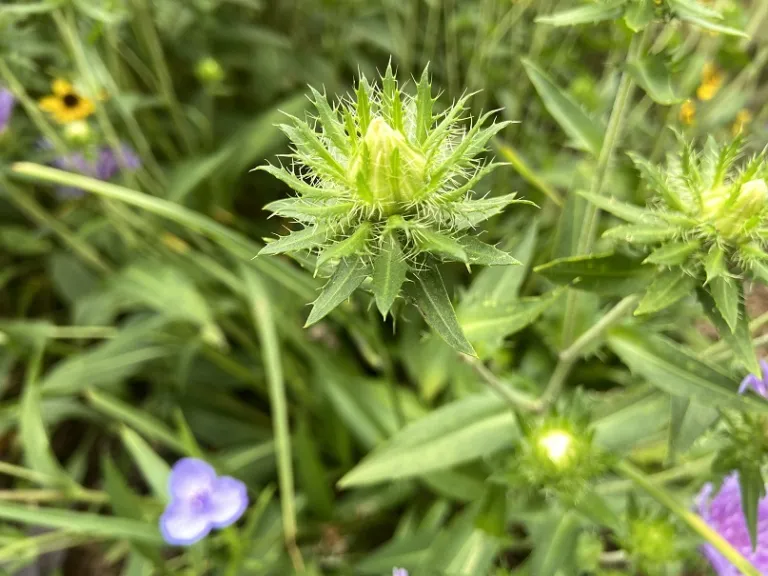 Stokesia laevis 'Peachie's Pick' flower bud