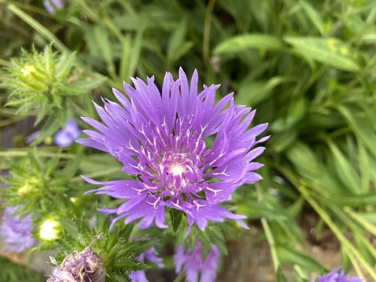 Stokesia laevis 'Peachie's Pick' flower