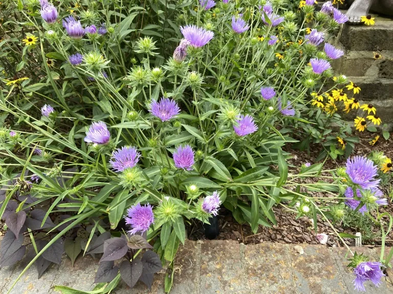 Stokesia laevis 'Peachie's Pick' habit