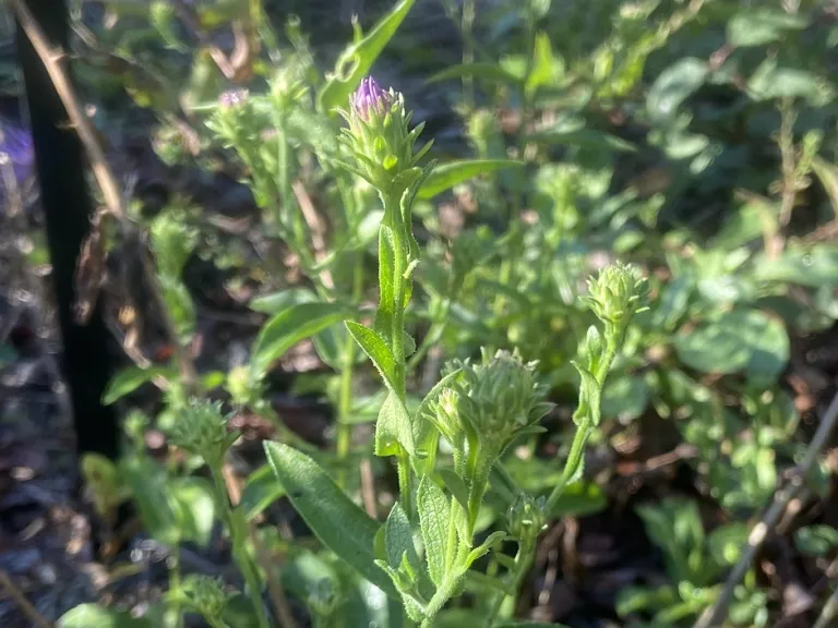 Symphyotrichum georgianum flower buds