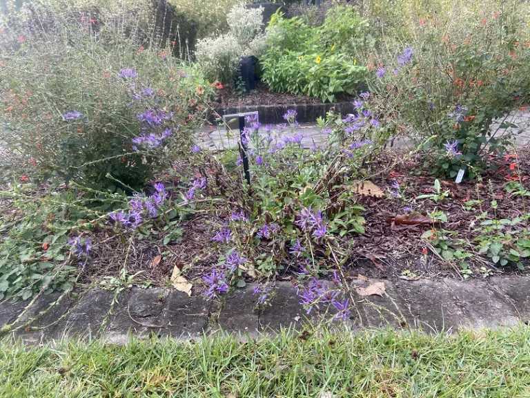 Symphyotrichum georgianum flowering habit