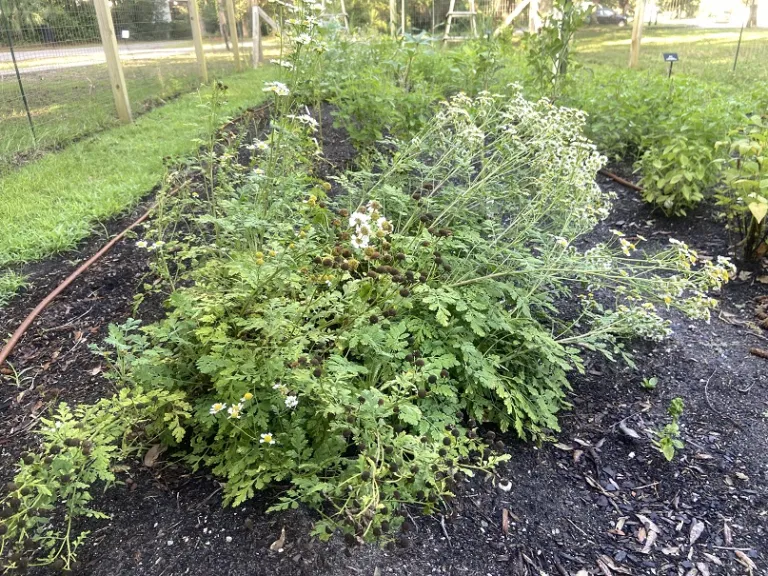 Tanacetum parthenium flowering habit