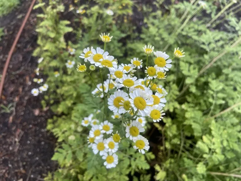 Tanacetum parthenium flowers