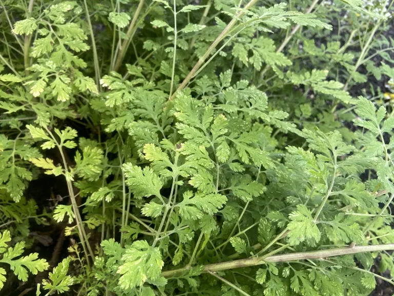 Tanacetum parthenium foliage