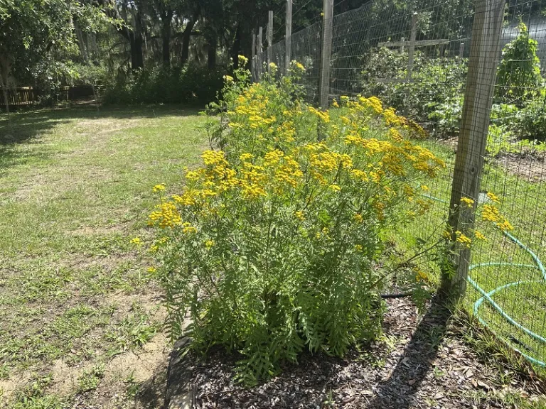 Tanacetum vulgare flowering habit