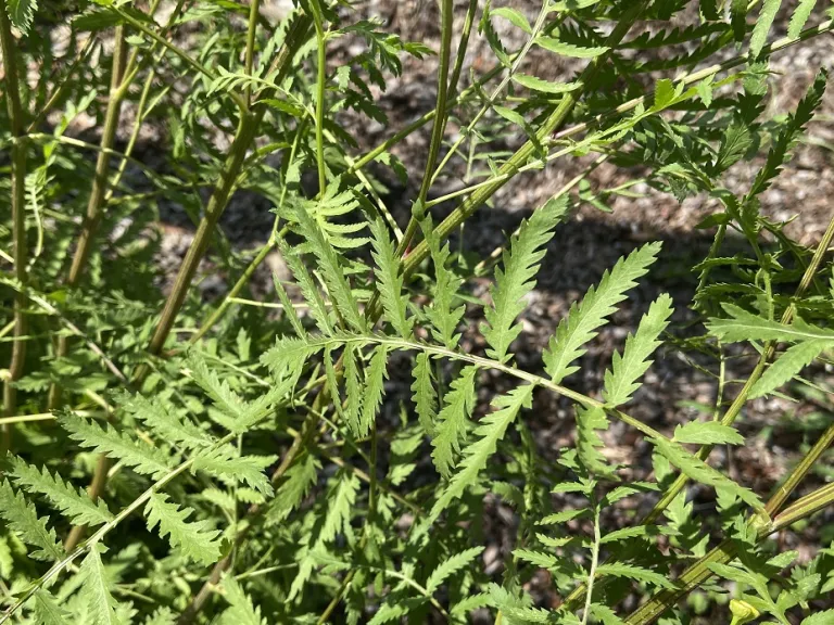 Tanacetum vulgare foliage