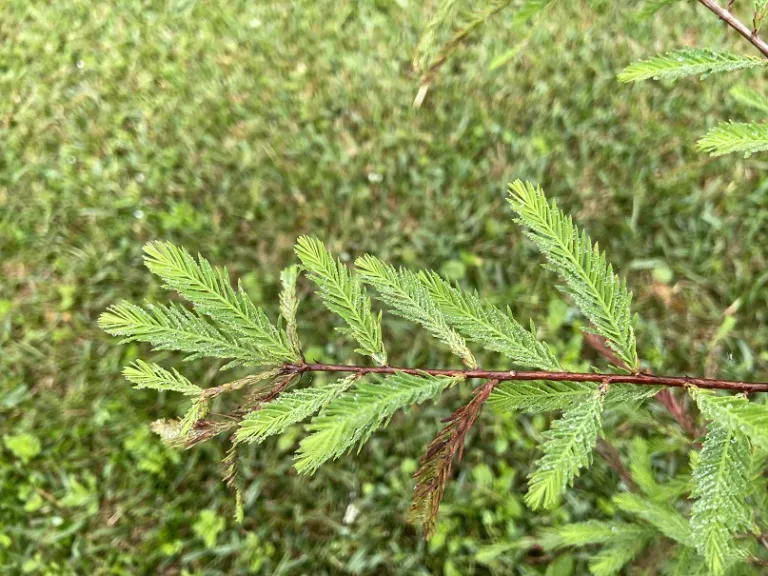 Taxodium mucronatum foliage