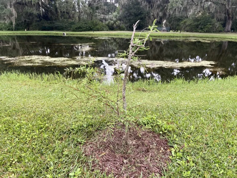 Taxodium mucronatum habit