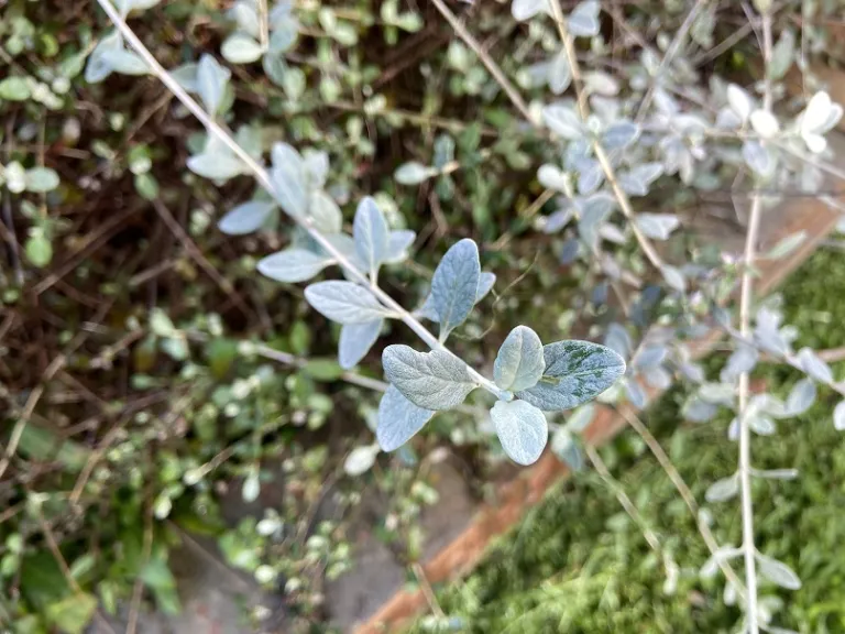 Teucrium fruticans foliage