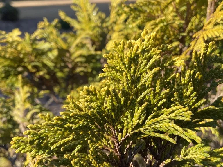 Thuja plicata 'Rogers Aurea Sport' | Brookgreen