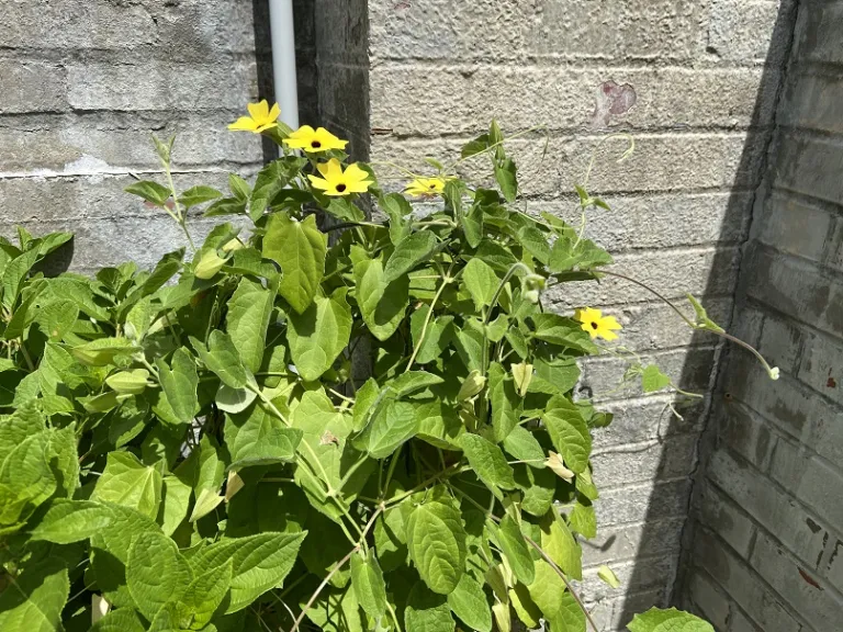 Thunbergia alata 'Lemon Star' (Sunny™) flowering habit