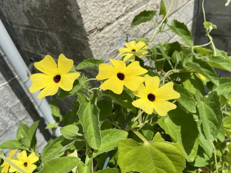 Thunbergia alata 'Lemon Star' (Sunny™) flowers