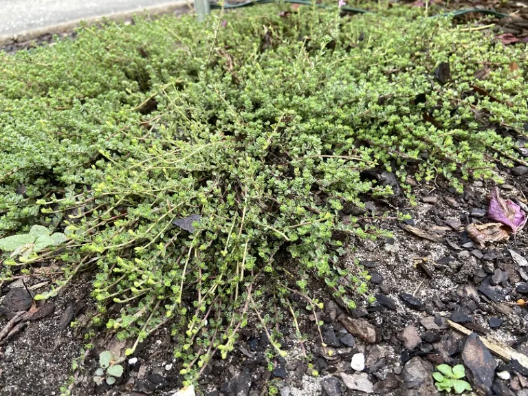 Thymus serpyllum 'Pink Chintz' habit