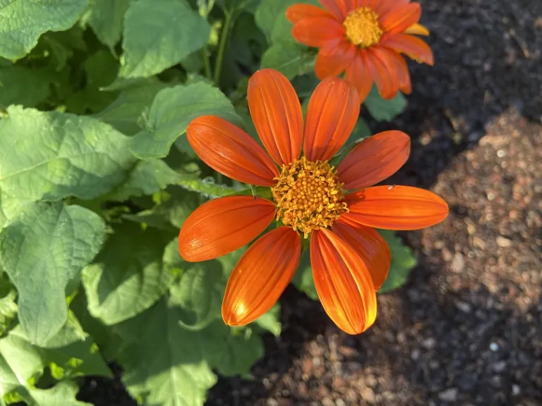 Tithonia rotundifolia 'Fiesta del Sol' flower