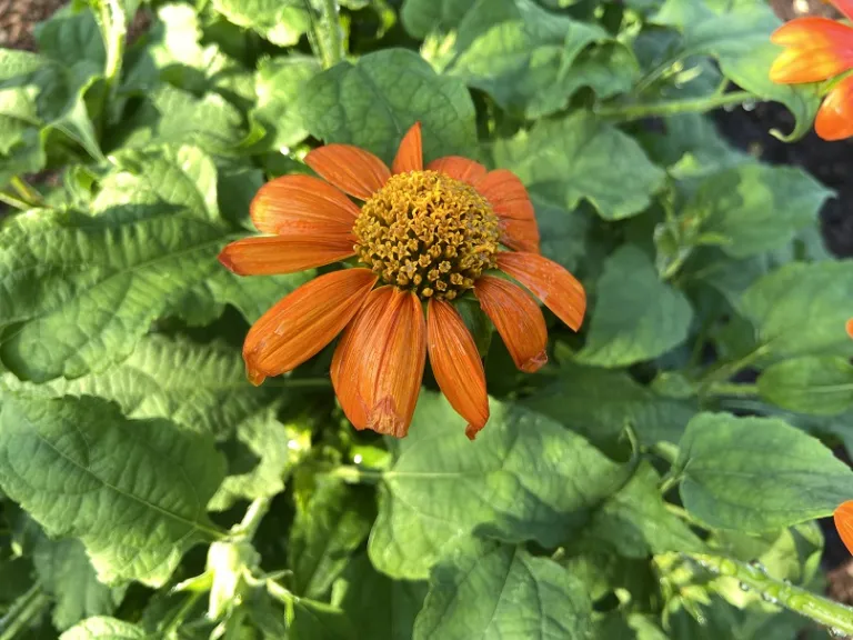 Tithonia rotundifolia 'Fiesta del Sol' old flower