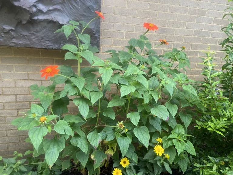 Tithonia rotundifolia 'Torch' flowering habit